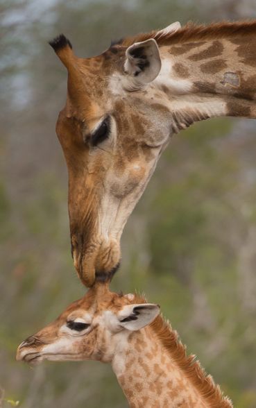 Giraffe 9
