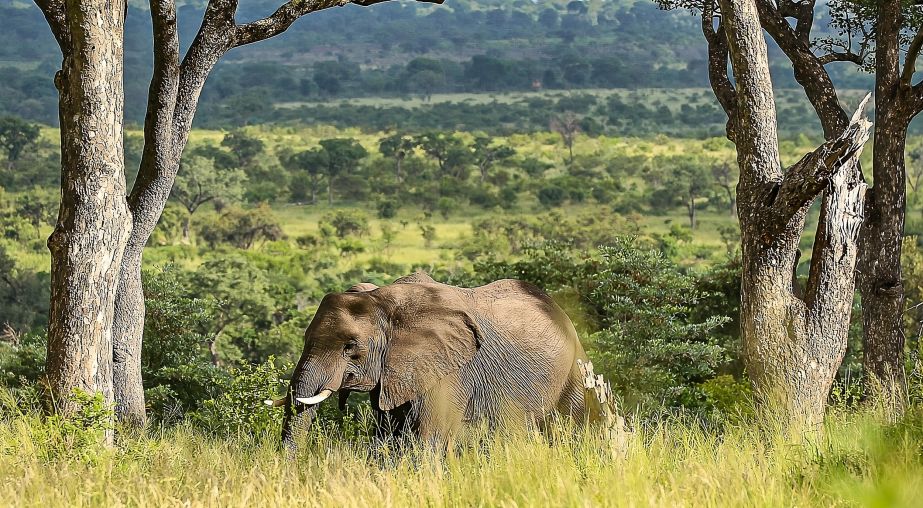 Ss Collection Sandringham Gallery Safari Experience Elephant